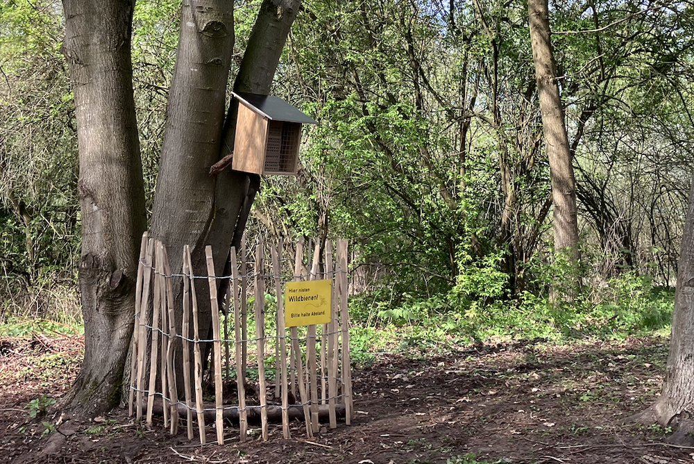 Wildbienen auf der Streuobstwiese